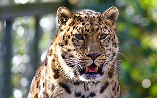 close-up photo of leopard